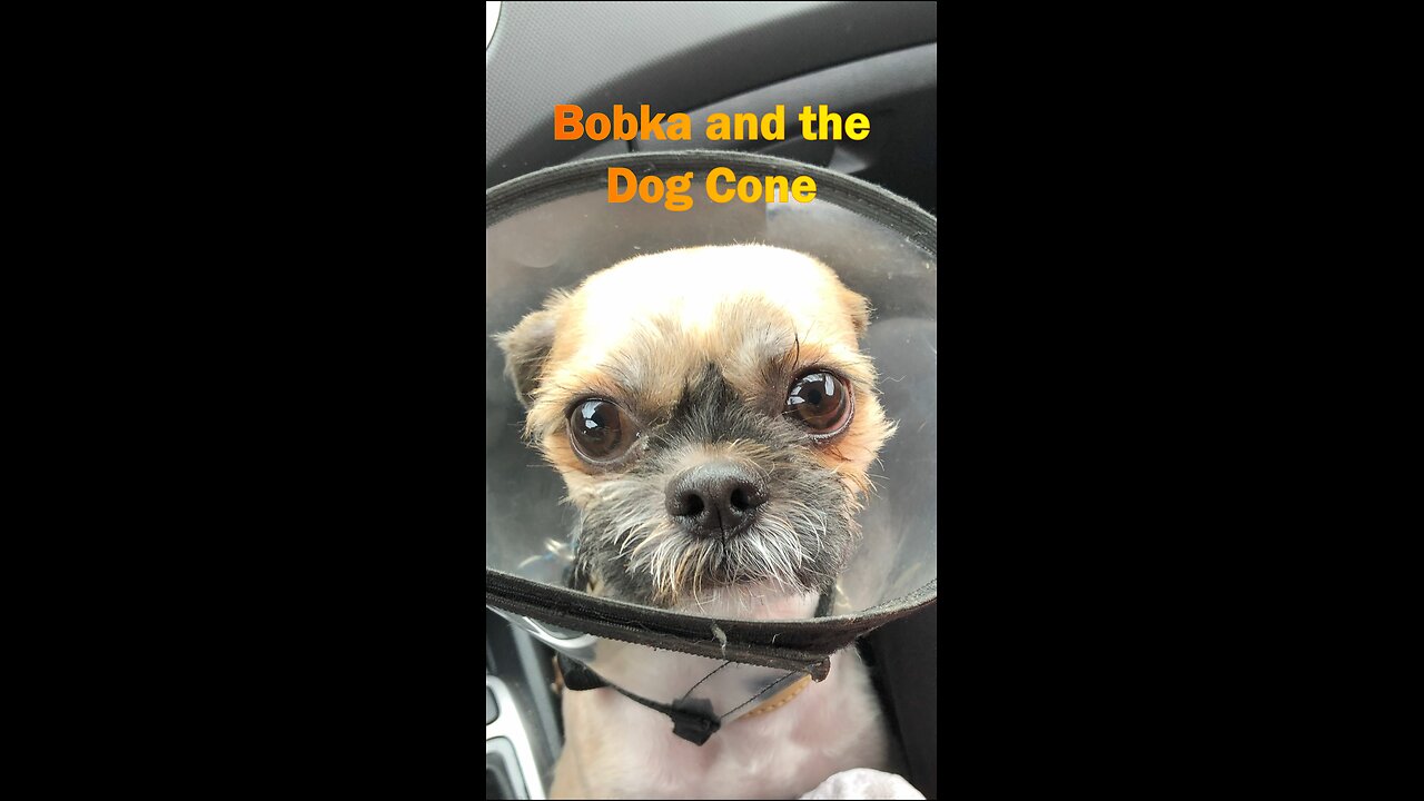 Cute Rescued Shih Tzu & the Cone of Shame