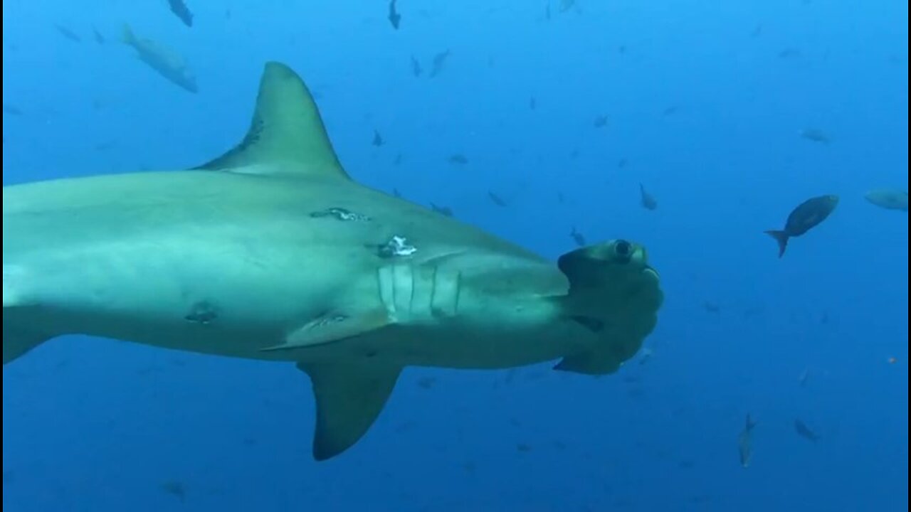 Scuba diver confronted by school of hammerhead sharks