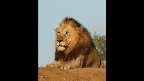 An Unbreakable Bond | The Lion Whisperer