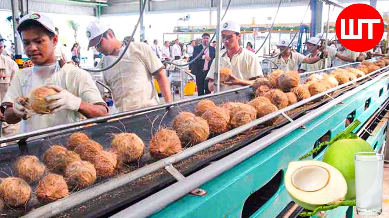 How Coconut Is Processed | Coconut Water, Oil, Cream Making Process In Factory