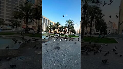 Place of Abu Dhabi 🇦🇪 #shortsvideo #abudhabi #youtubeshorts #reels #tiktok #dubai #pegion #birds