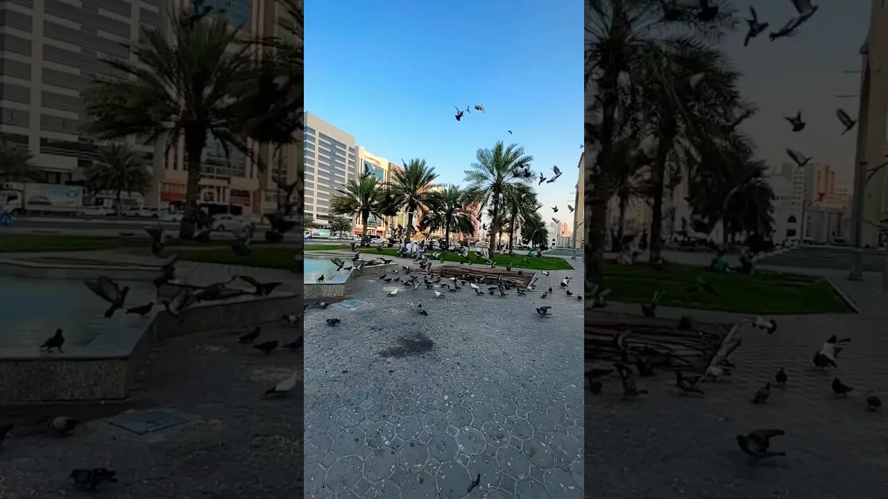 Place of Abu Dhabi 🇦🇪 #shortsvideo #abudhabi #youtubeshorts #reels #tiktok #dubai #pegion #birds