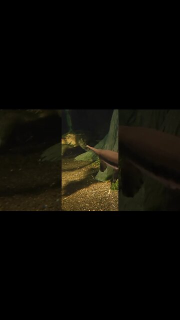 long nose Garr Pineknoll shores aquarium