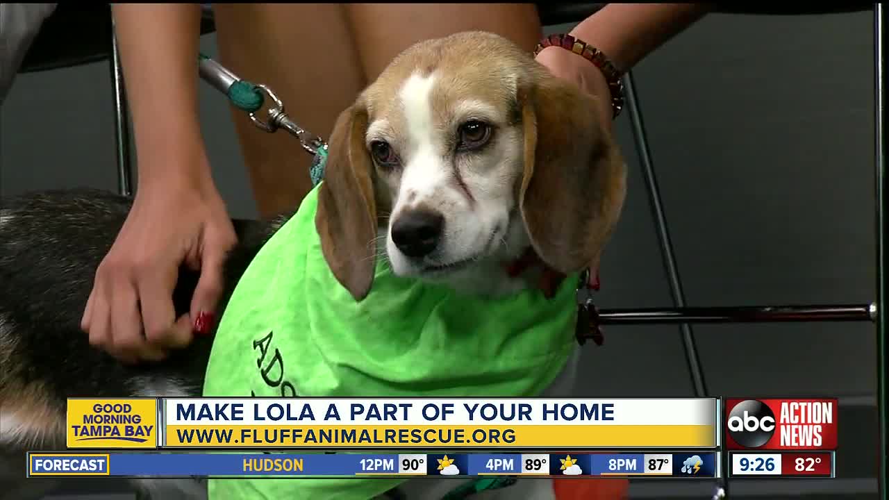 Rescues in Action July 20 | Lola needs forever pal