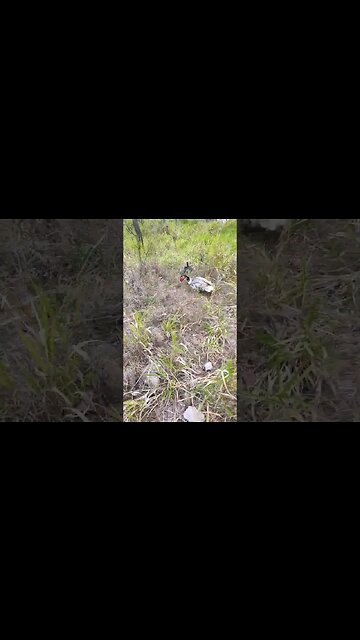 Two Ducks followed me up the hill