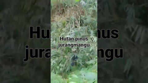 hutan pinus jurangmangu #hutanpinus #kebunkopi #bawahtegakan