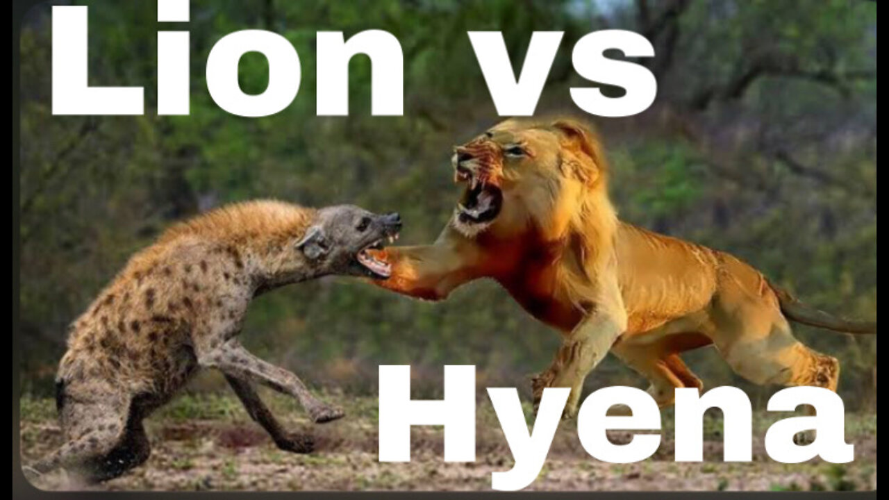 Lion Vs Hyena | Most Incredible Lions vs Hyena Battles and Attacks | Amazing Animals Fight