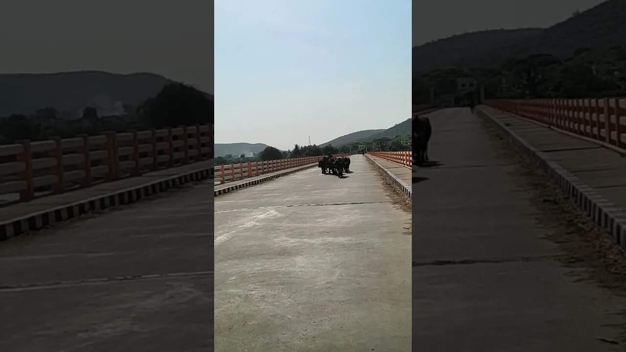 Buffalo walking on the bridge,#shorts,#buffaloes,#animal,#animallover,#buffaloeswalking