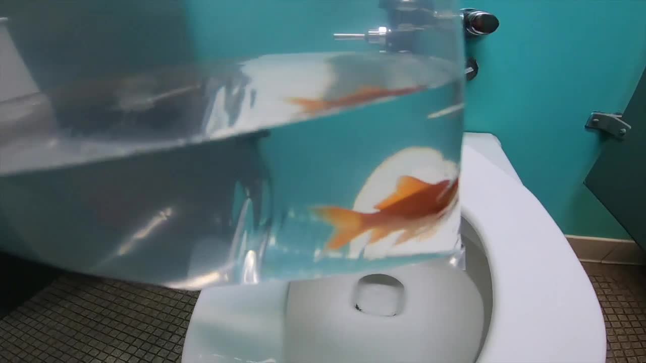 Massive goldfish found in Niagara River serves as remind to not flush pets