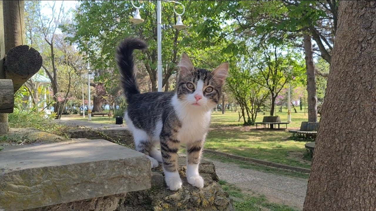 Beautiful street cats gathered together in this park.