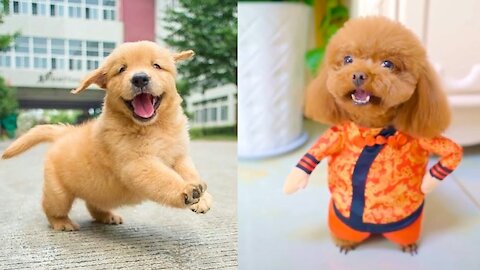 Funny and Smart Pets | Cutest Doggie ever