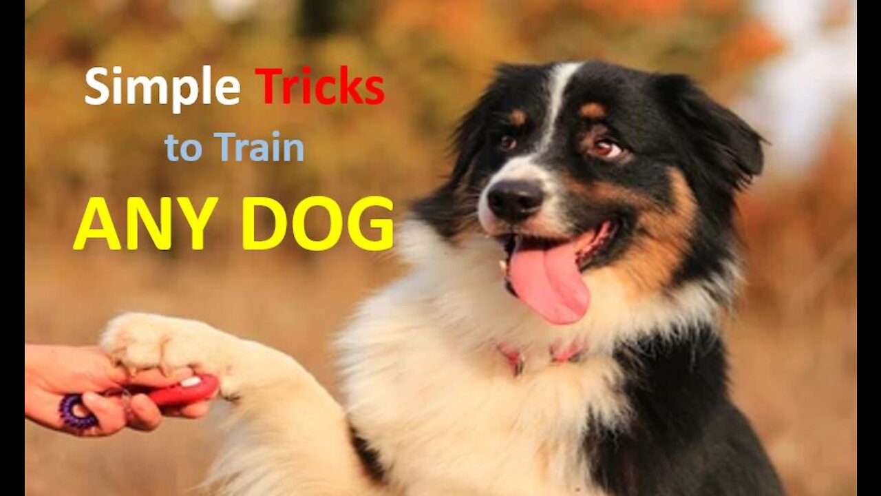 Dog Training for beginners: Learn to Train ANY DOG the Basics