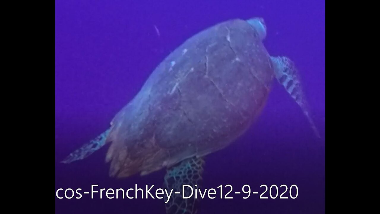 Turks & Caicos - French Key Dive Sea Turtle