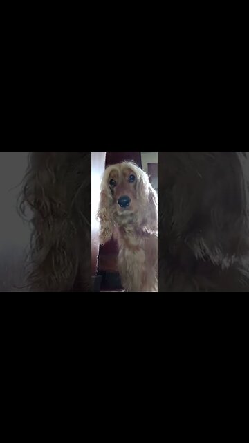 #dogshow , #animals , #dogs , #shorts