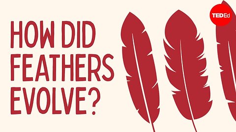 How did feathers evolve?