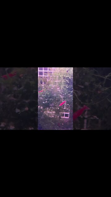 Sakura Red Neocarodina shrimp 🤩💯🇨🇦