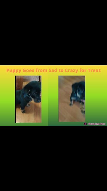 Puppy Goes From Sad To Crazy For Treat