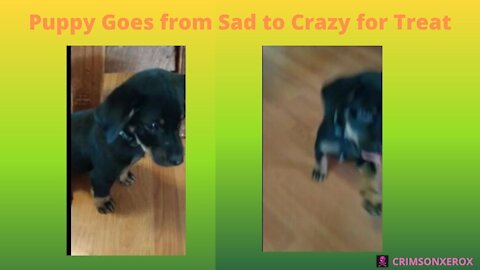 Puppy Goes From Sad To Crazy For Treat