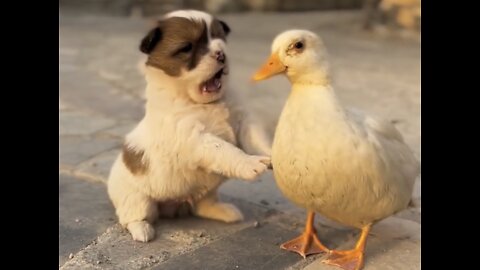 Adorable Puppy And Duck