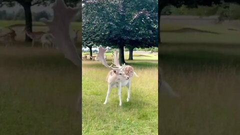 Would You Spend A Day With This Cute Deer? tiktok elisetanriverdi