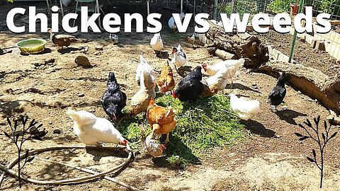 Chicken vs weeds