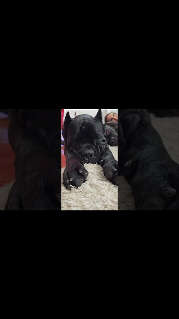 The Squishiest Cutest Cane Corso Face #shorts #cutedogs