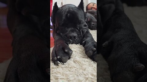 The Squishiest Cutest Cane Corso Face #shorts #cutedogs