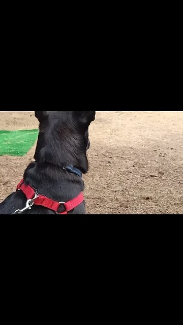 White Glove Models is going live!