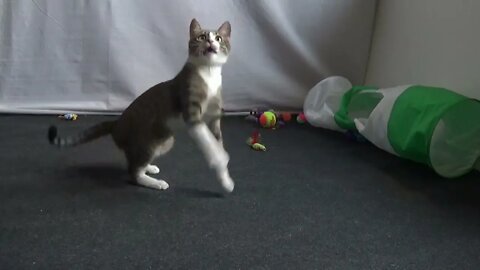 Kitten Plays with Feather Toy