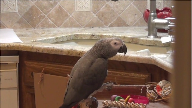 Egotistical parrot claims he's "awesome" and "sweet"