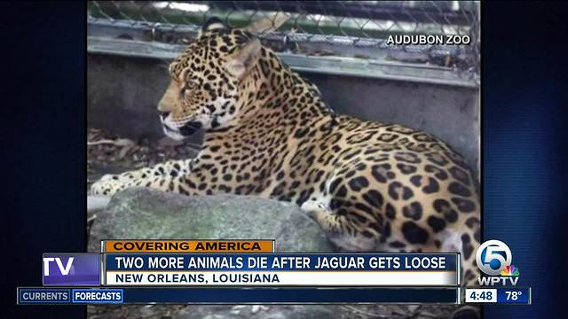 Eighth animal dies after jaguar escapes Audubon Zoo habitat