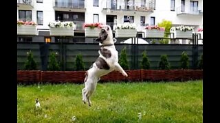 Love story: a bulldog and his bubbles