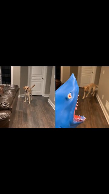Labrador Gets Humorously Scared By Owner's Shark Puppy