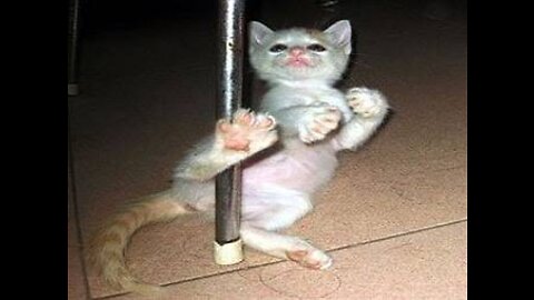 Pet is cat