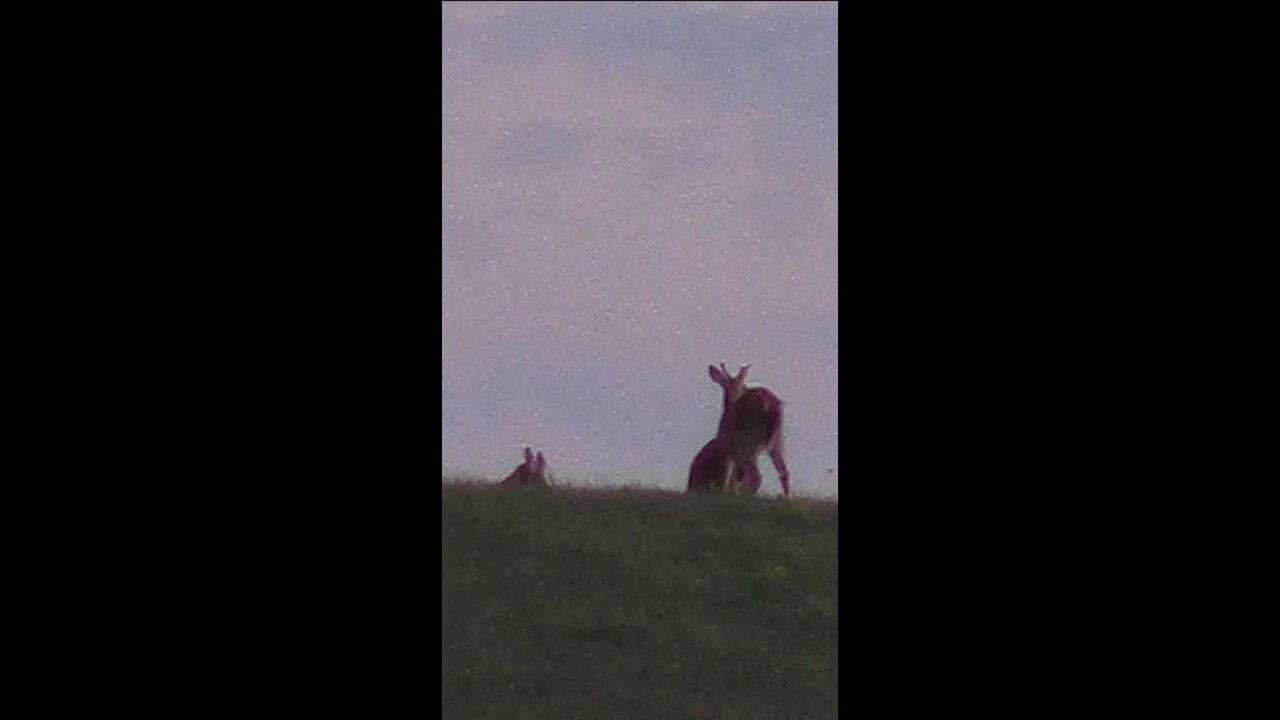 Buck on the Sky-Line