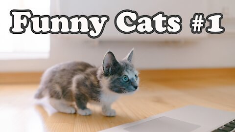 Funniest Cats Ever #1 - [Funny Animal Videos]