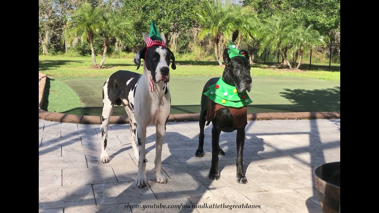 Florida Great Danes Look Great Dressed As A Christmas Tree And An Elf