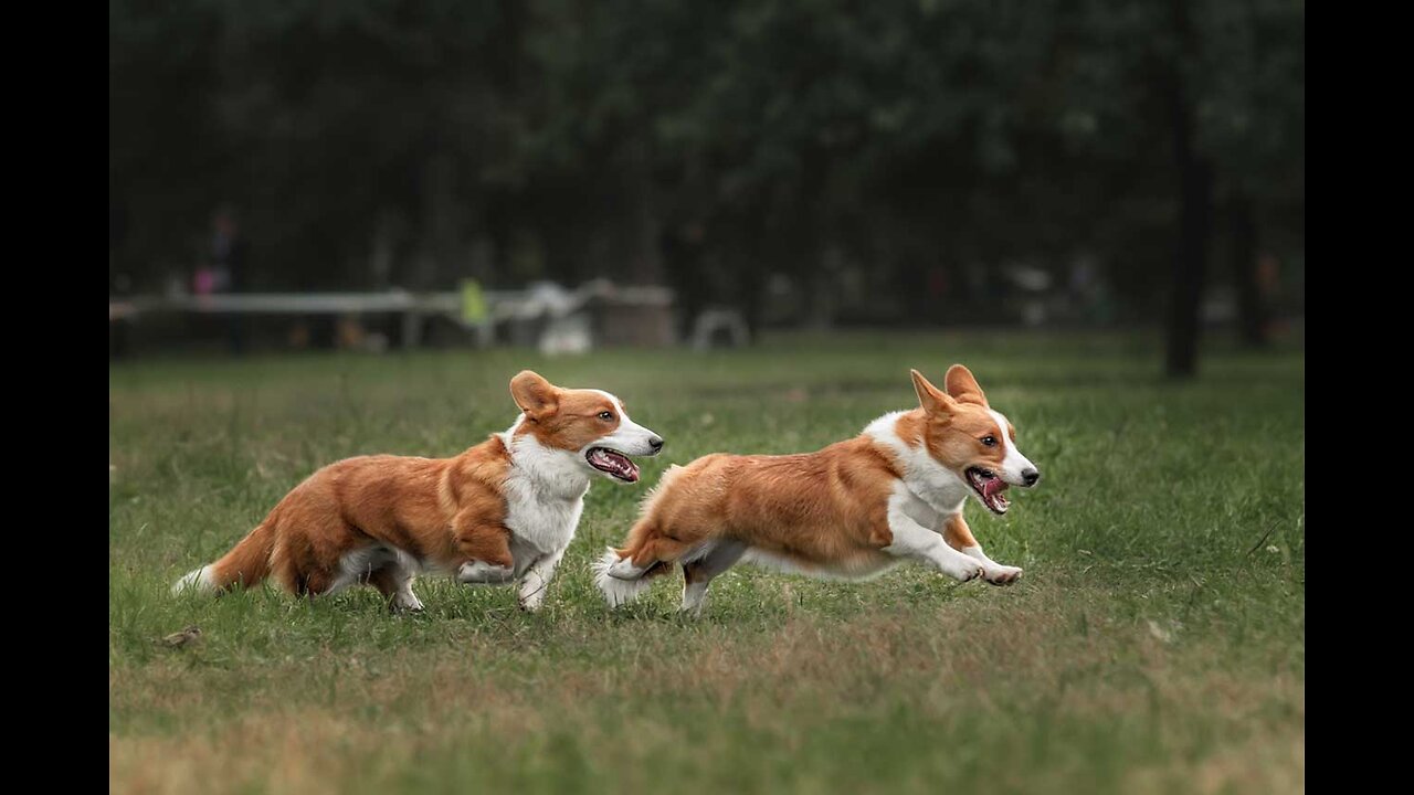 Corgi Are The Best - CUTEST Compilation