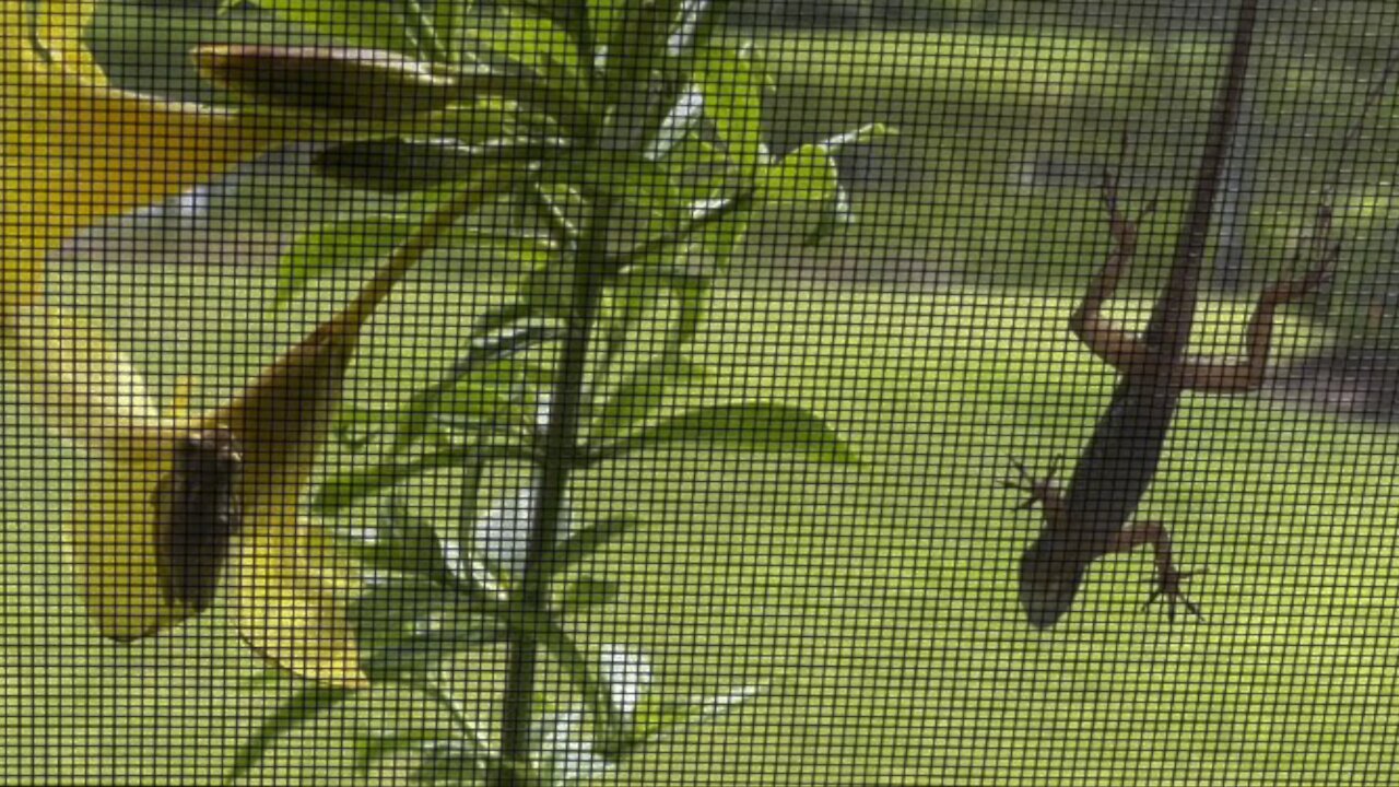 Cuban Anole & 2 Squirrel Tree Frogs- 9/22/2021- 4K