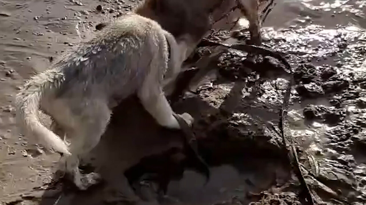 Husky looking for treasure on the beach