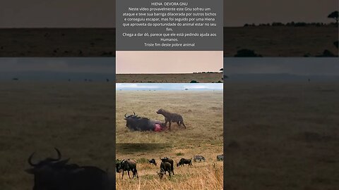 Gnu é perseguido e vira almoço de Hiena