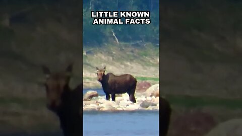 Moose's Mighty Nose: How Canada's Wildlife Detects Hidden Dangers