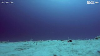 Anguille danzano sul fondo del mare