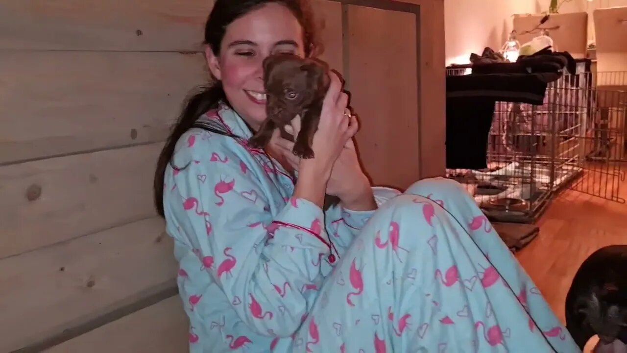 PUPS PLAYING Mischieving 4 weeks 6 dys OBI2021 PATTERDALE TERRIERS BLACK RED FELL PUPS PUPPIES PUPPY