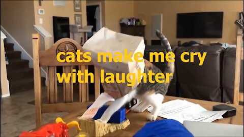 CATS will make you LAUGH YOUR Funny