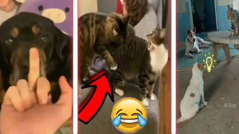 💯😂FUNNIEST DOGS & CATS COMPILATION