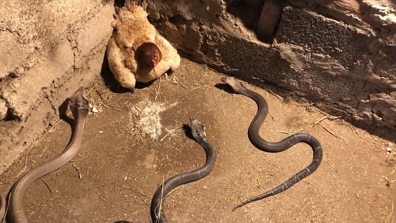 Chicken protects her chicks to Snakes