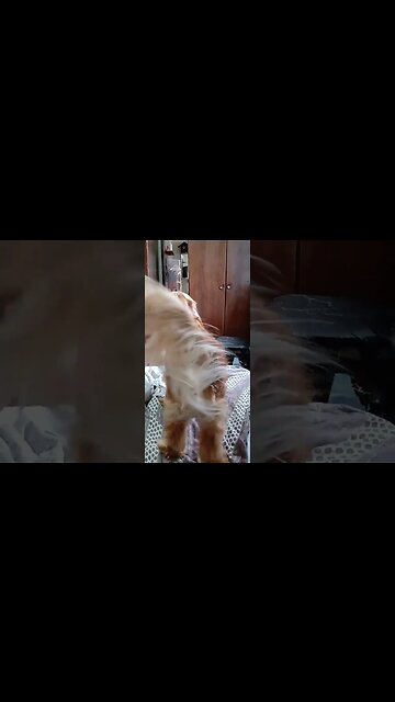 #dogshow , #animals , #dogs , #shorts