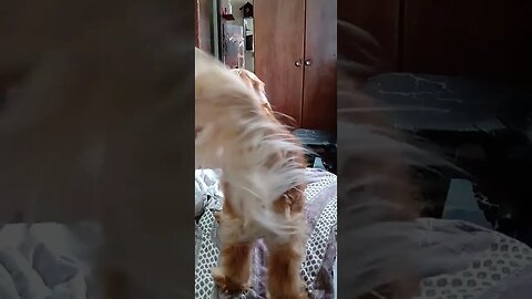 #dogshow , #animals , #dogs , #shorts