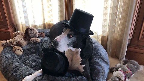 Funny Great Dane Carries and Opens Box of Hats